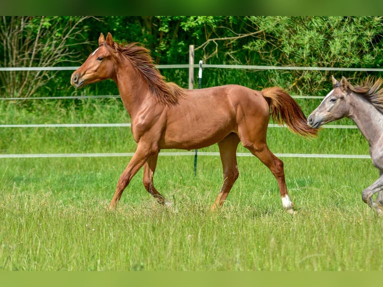Hanoverian Mare 1 year 16,3 hh Chestnut-Red in Langenau