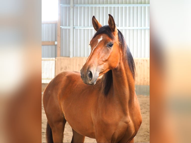 Hanoverian Mare 1 year 17 hh Brown in Zarpen