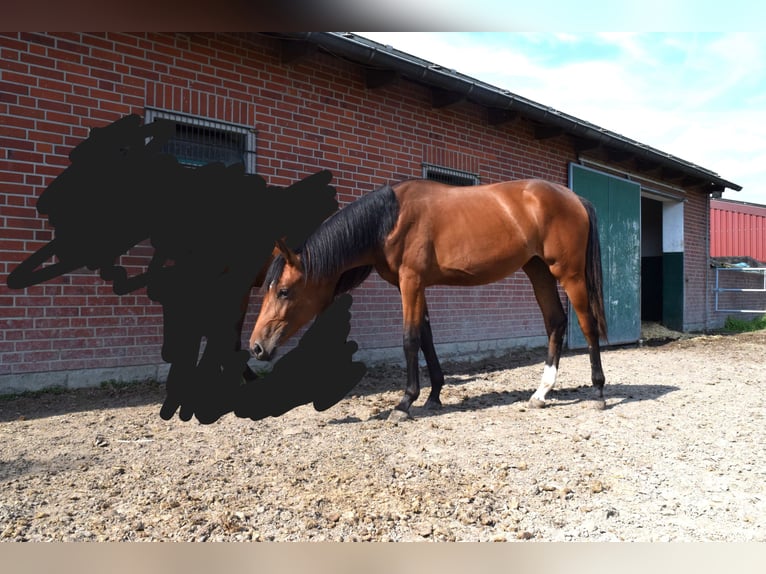 Hanoverian Mare 1 year 17 hh Brown in Beelen