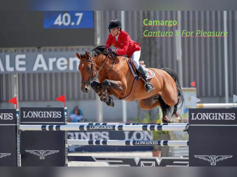 Hanoverian Mare 1 year 17 hh Brown in Schillsdorf