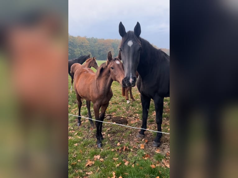 Hanoverian Mare 1 year 17 hh Brown in Schillsdorf