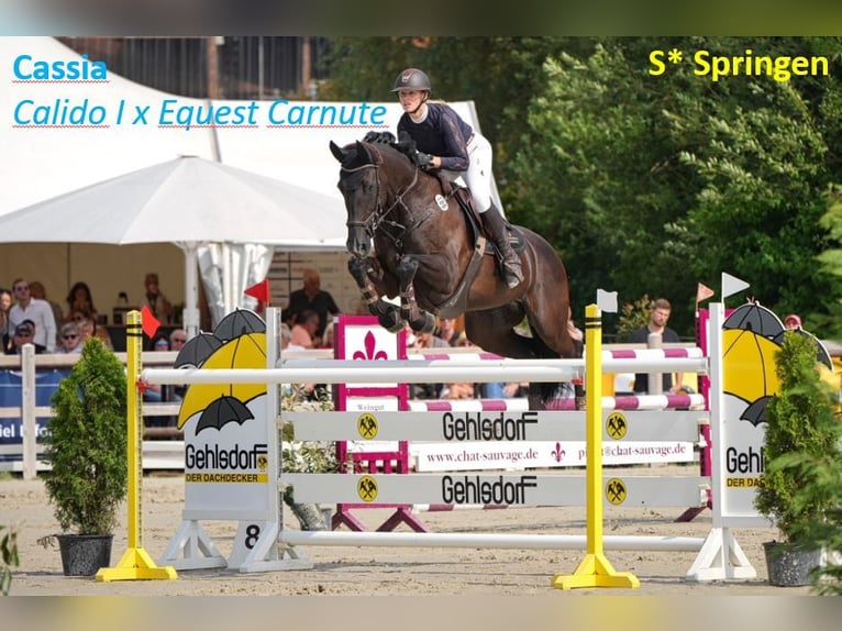 Hanoverian Mare 1 year 17 hh Brown in Schillsdorf