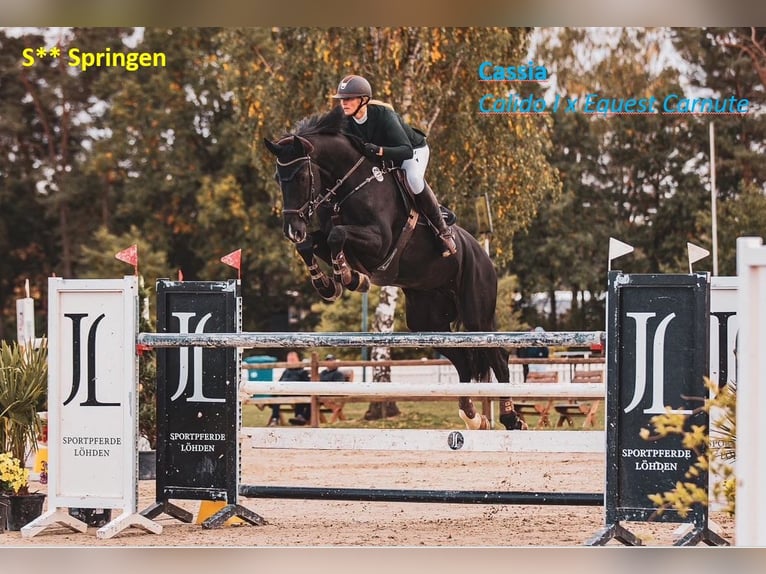 Hanoverian Mare 1 year 17 hh Brown in Schillsdorf