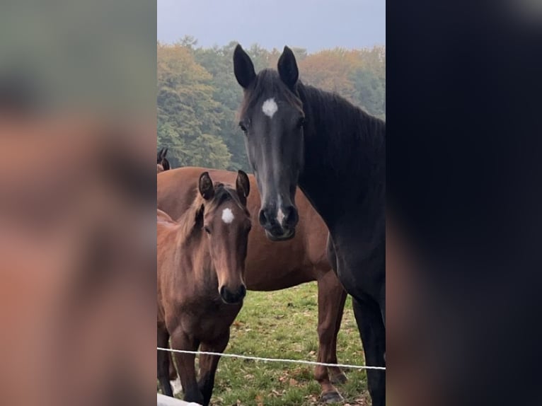 Hanoverian Mare 1 year 17 hh Brown in Schillsdorf