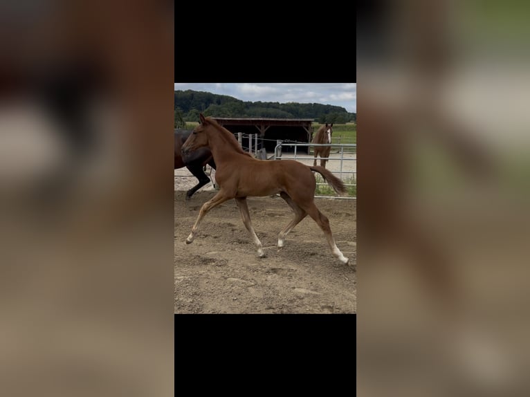 Hanoverian Mare 1 year 17 hh Chestnut-Red in Bissendorf