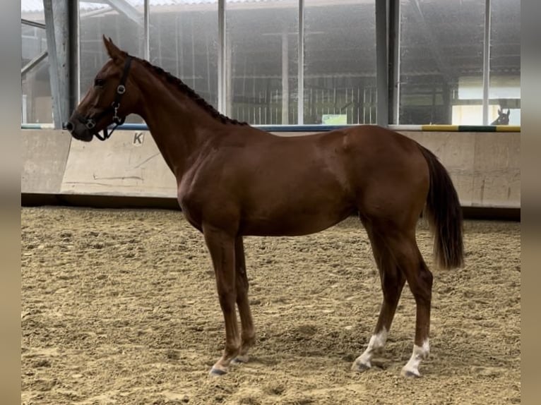 Hanoverian Mare 1 year 17 hh Chestnut-Red in Westerkappeln