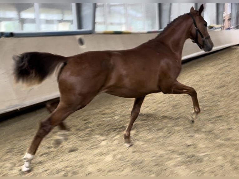 Hanoverian Mare 1 year 17 hh Chestnut-Red in Westerkappeln