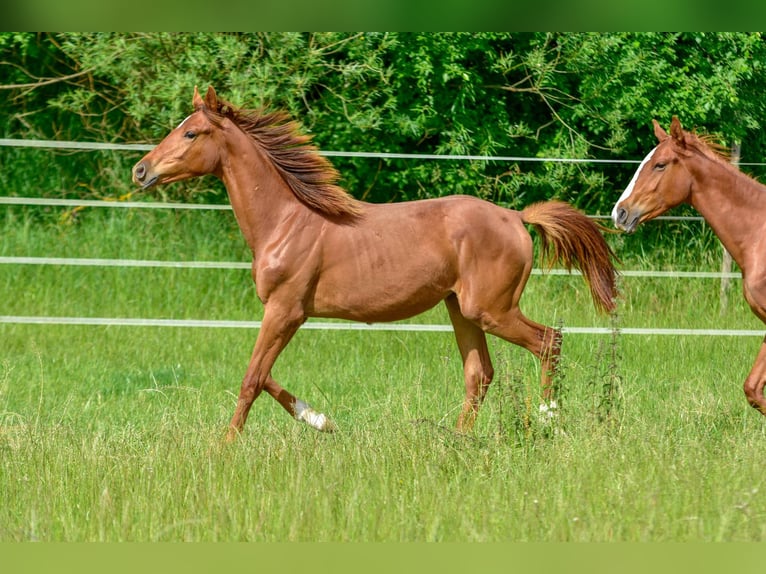 Hanoverian Mare 1 year 17 hh Chestnut in Langenau