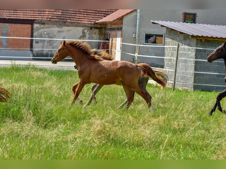 Hanoverian Mare 1 year 17 hh Chestnut in Langenau