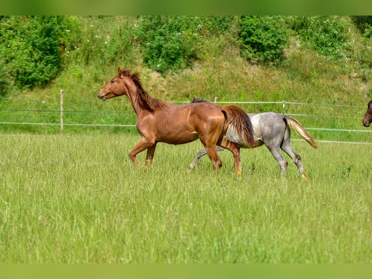 Hanoverian Mare 1 year 17 hh Chestnut in Langenau