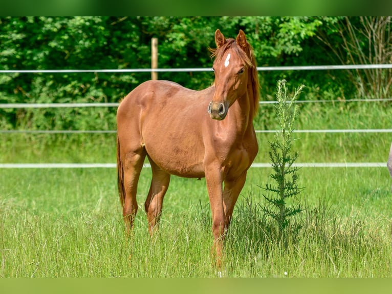 Hanoverian Mare 1 year 17 hh Chestnut in Langenau