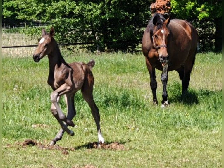 Hanoverian Mare 1 year Bay-Dark in Bleckede