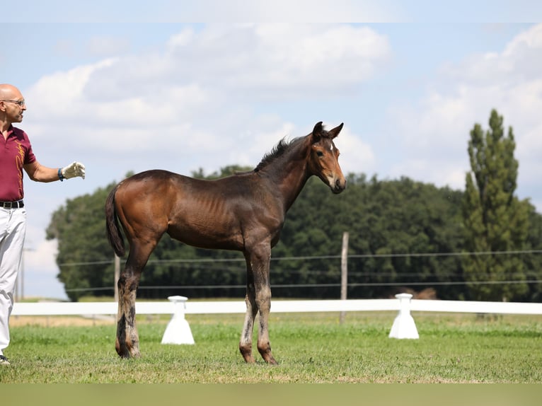 Hanoverian Mare 1 year Bay-Dark in Postmünster