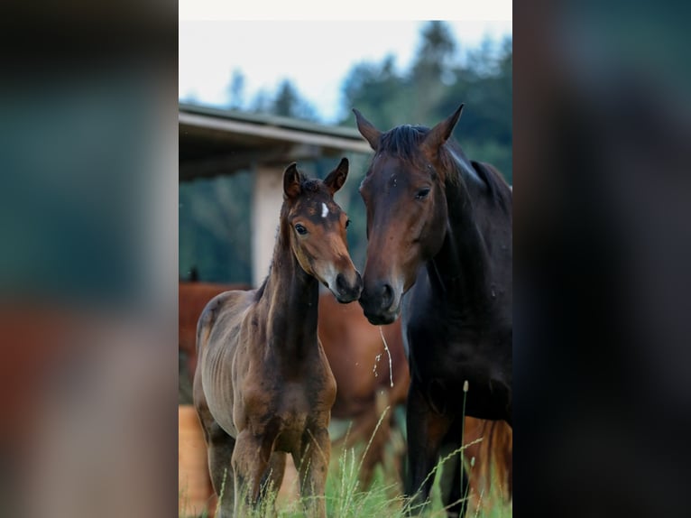 Hanoverian Mare 1 year Bay-Dark in Postmünster