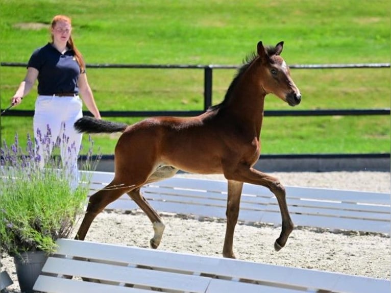 Hanoverian Mare 1 year Bay-Dark in Calau