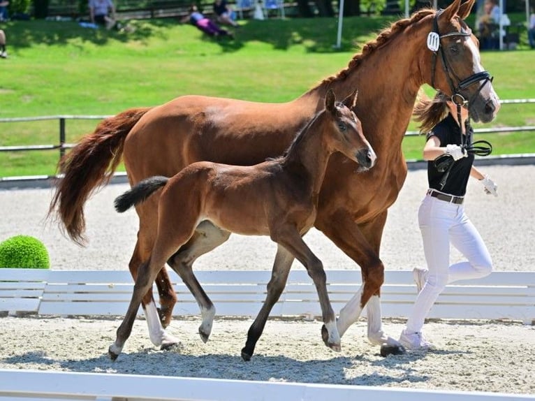 Hanoverian Mare 1 year Bay-Dark in Vierlinden Friedersdorf