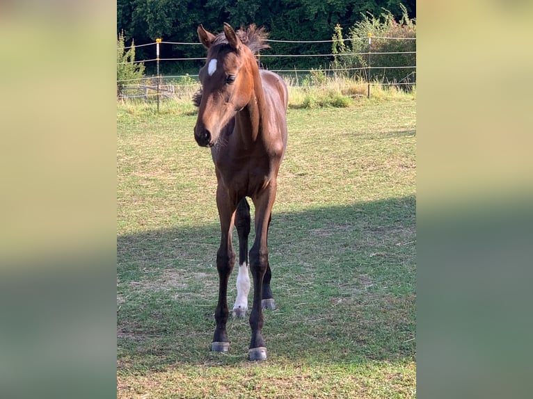 Hanoverian Mare 1 year Bay-Dark in Einbeck