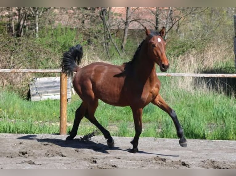 Hanoverian Mare 1 year Bay-Dark in Sisteron Hanoverian Mare 1 year Bay-Dark in Sisteron