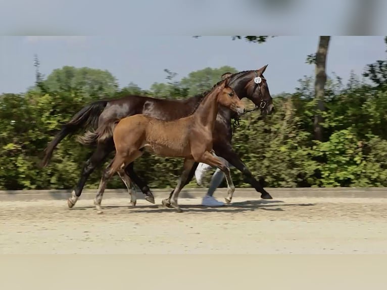 Hanoverian Mare 1 year Bay-Dark in Berne