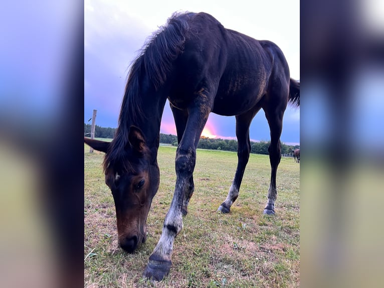 Hanoverian Mare 1 year Bay-Dark in Berne