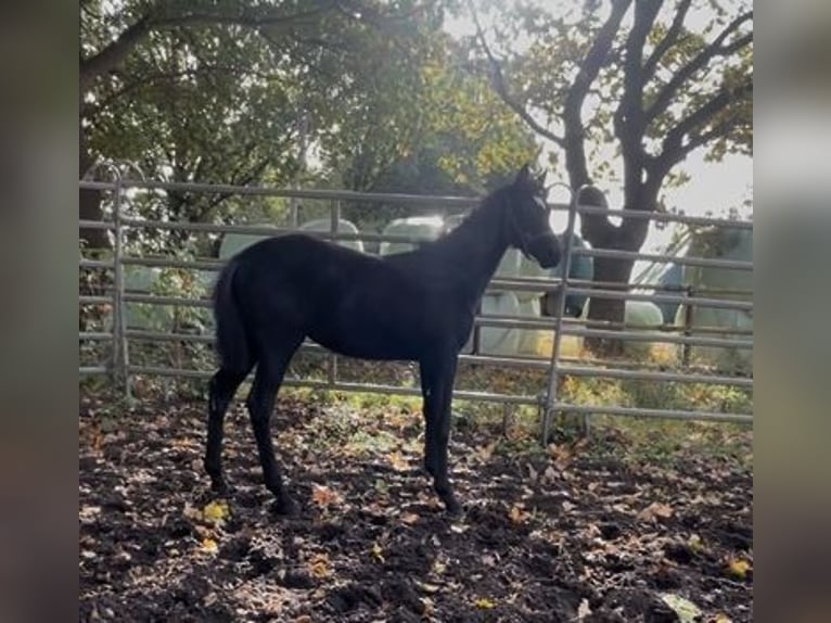 Hanoverian Mare 1 year Black in Adelheidsdorf