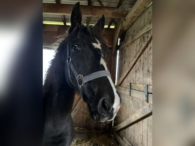 Hanoverian Mare 1 year Black in Anderlingen