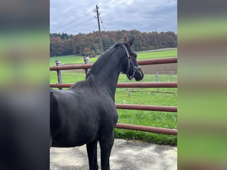 Hanoverian Mare 1 year Black in Schaffhausen