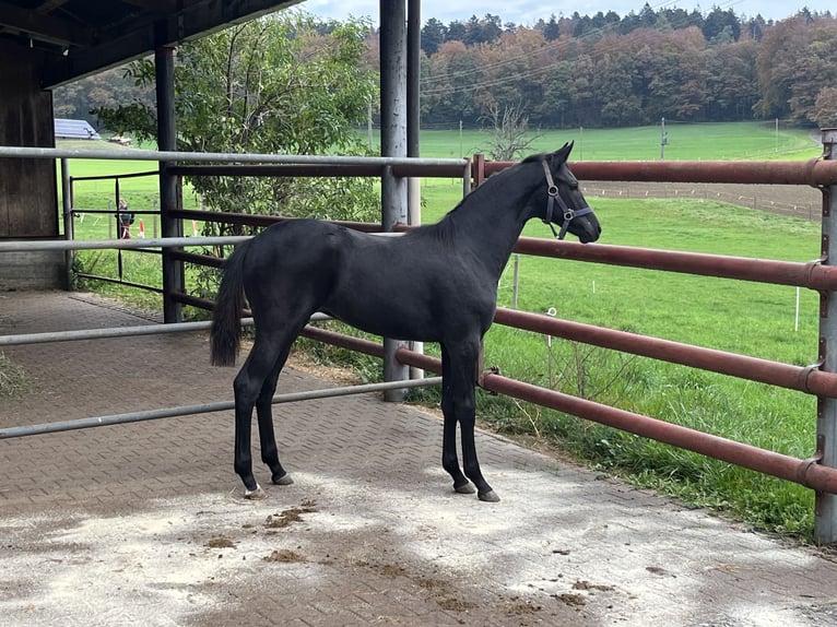 Hanoverian Mare 1 year Black in Schaffhausen