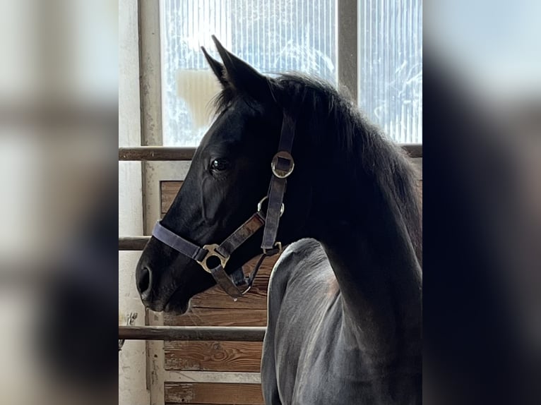 Hanoverian Mare 1 year Black in Schaffhausen