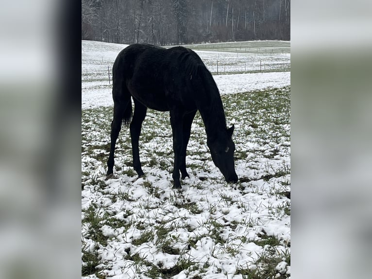 Hanoverian Mare 1 year Black in Schaffhausen