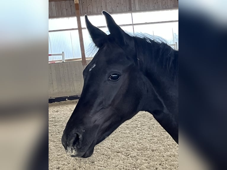 Hanoverian Mare 1 year Black in Schaffhausen