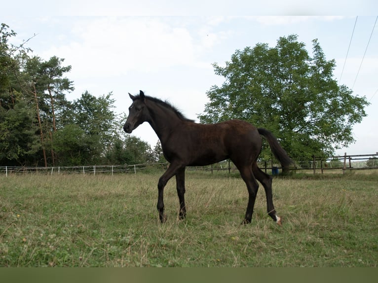 Hanoverian Mare 1 year Black in Schaffhausen