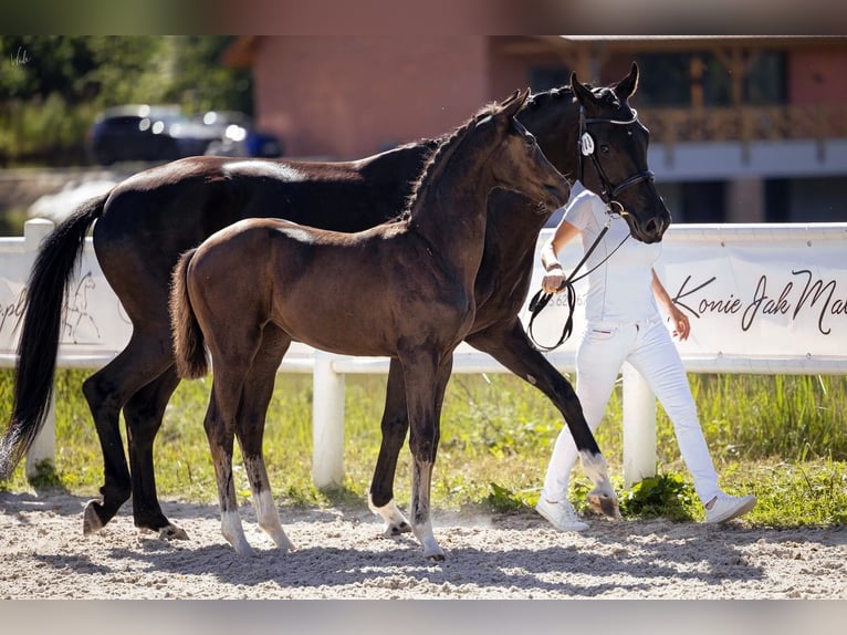 Hanoverian Mare 1 year Black in Pilchowo