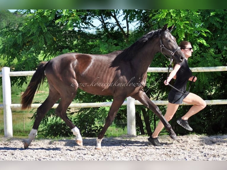 Hanoverian Mare 1 year Black in Pilchowo