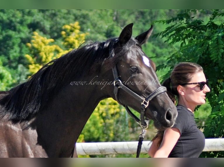 Hanoverian Mare 1 year Black in Pilchowo