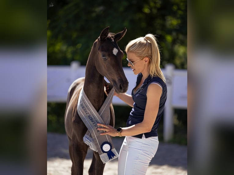 Hanoverian Mare 1 year Black in Pilchowo