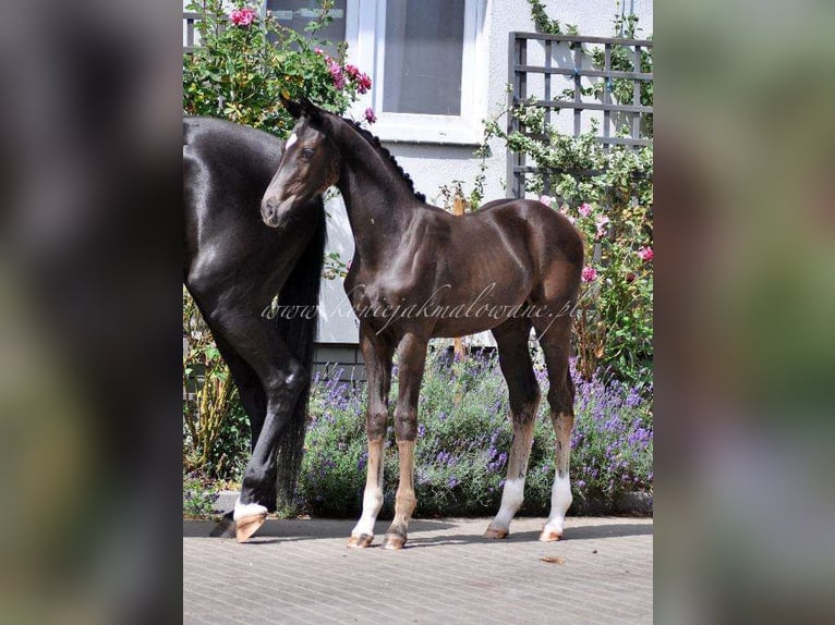 Hanoverian Mare 1 year Black in Pilchowo