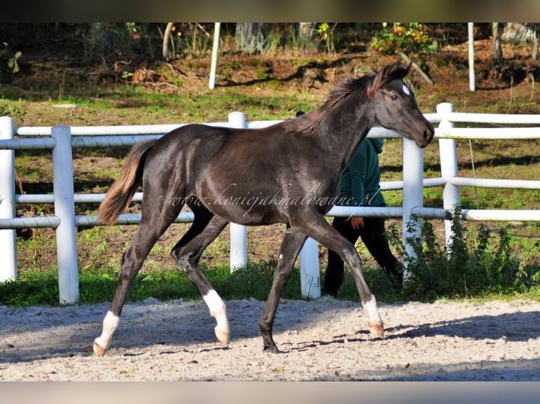 Hanoverian Mare 1 year Black in Pilchowo