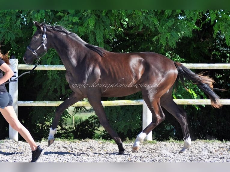 Hanoverian Mare 1 year Black in Pilchowo