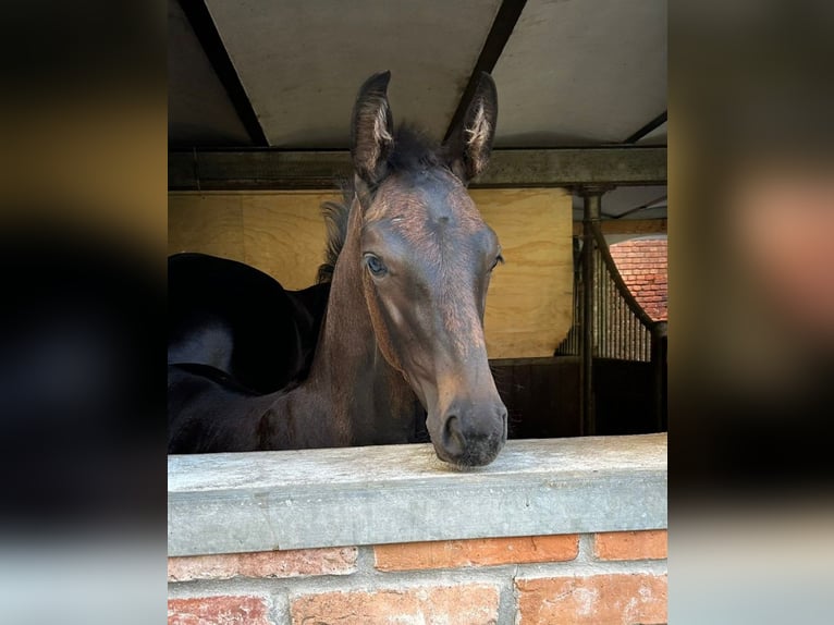 Hanoverian Mare 1 year Black in Nuthe-Urstromtal