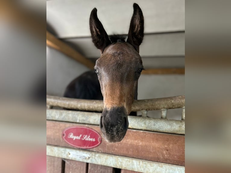 Hanoverian Mare 1 year Black in Nuthe-Urstromtal