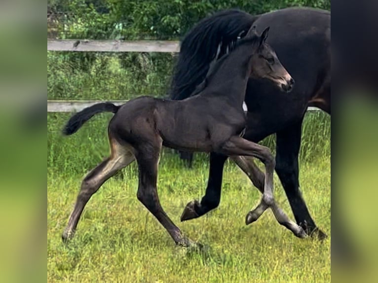 Hanoverian Mare 1 year Black in Nuthe-Urstromtal