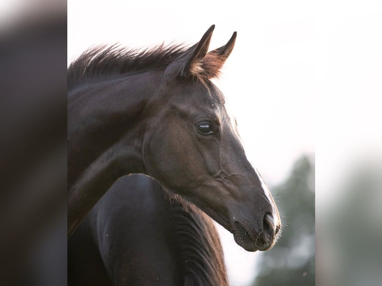 Hanoverian Mare 1 year Black in Priestewitz