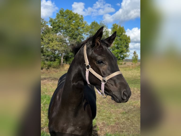 Hanoverian Mare 1 year Black in Wietstock