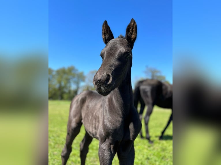 Hanoverian Mare 1 year Black in Wietstock