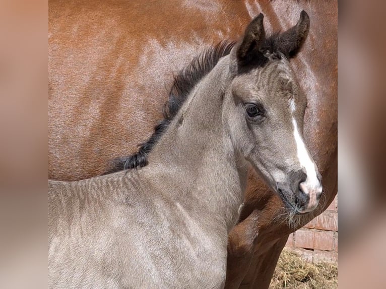 Hanoverian Mare 1 year Black in Hüven