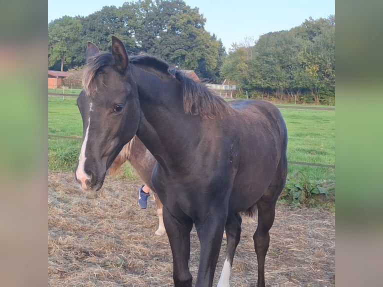 Hanoverian Mare 1 year Black in Hüven