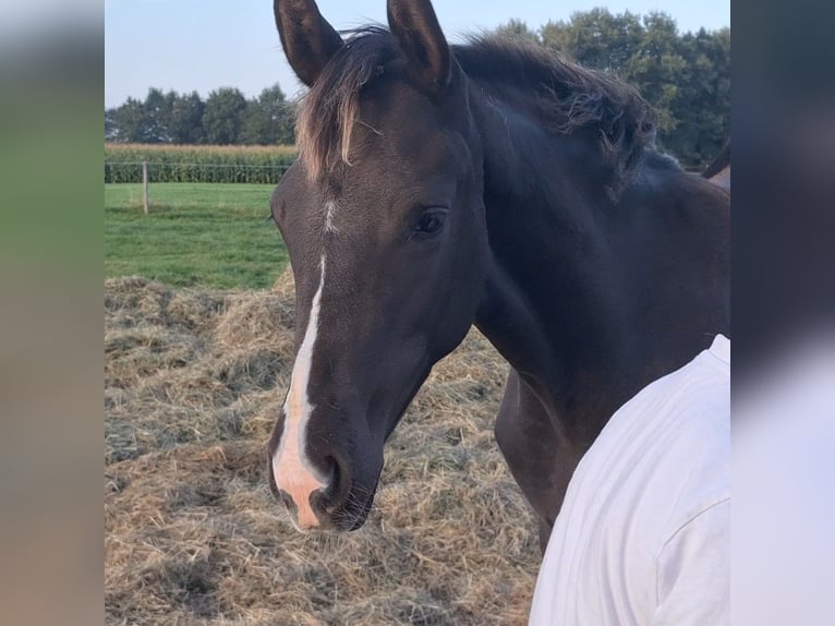 Hanoverian Mare 1 year Black in Hüven