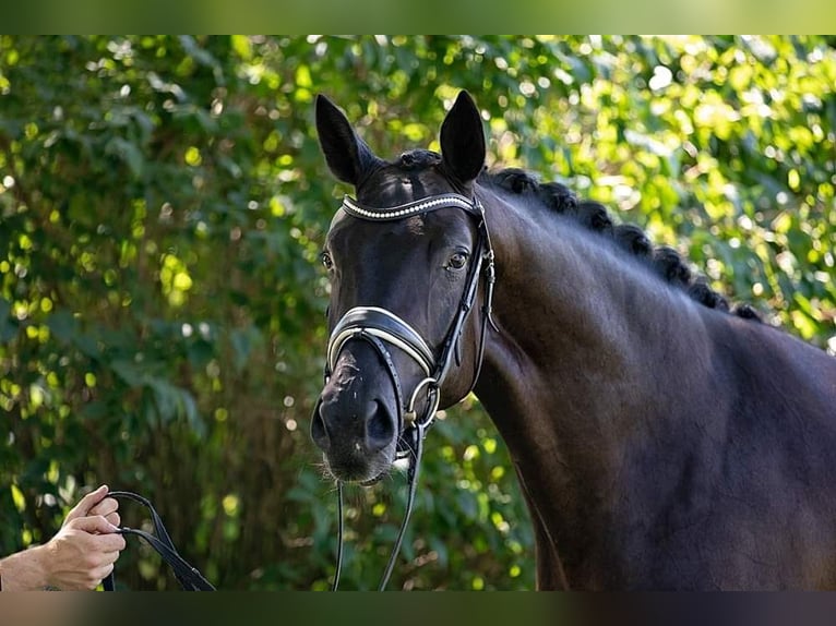 Hanoverian Mare 1 year Black in Kettig