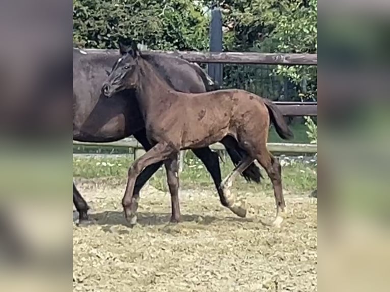 Hanoverian Mare 1 year Black in Kevelaer